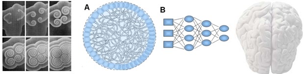 From left to right: self-organized spiral patterns; dense circular structure labeled A representing a complex network; diagram B of an artificial neural network; simplified representation of a human brain viewed from above.