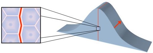 Courbure effective — glissement différentiel des couches de spations Visualisation d'une courbure de l'espace-temps résultant du glissement différentiel de deux couches de spations. Zoom sur les cellules montrant la zone de friction. L'intensité de la bousculade intercellulaire détermine la pression et la courbure.