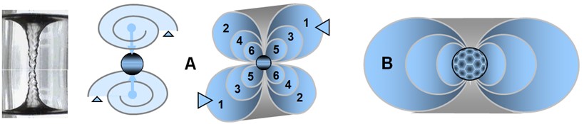 Configurations de transion — vortex multiples Illustration de deux configurations de transion : (A) deux vortex contrarotatifs générés par un transion transférant simultanément deux spations ; les flux s’opposent et convergent vers un même point de disparition ; (B) configuration à vortex unique engendrée par un transion transférant un plus grand nombre de spations.