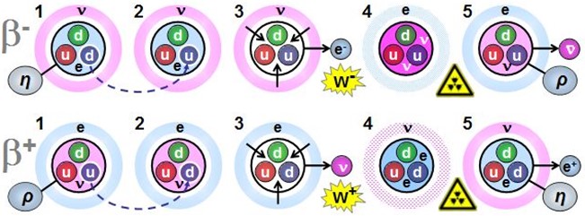 Décroissances β− et β+ : reconfigurations u↔d, émission W.