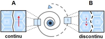 Proximité : écoulement continu vers le cœur du vortex ; distance : écoulement discontinu.